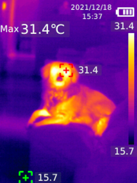 Hot Dog!
