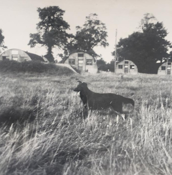 philip jarvis dog flicker.jpg