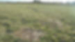 tie down and edge of spec dispersal.JPG